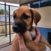 Flo im Tierheim Sulzbach