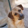 Felipe im Tierheim Koppelweide