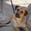 Felipe im Tierheim Koppelweide