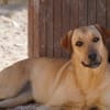Fiamma im Tierheim Koppelweide