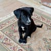 Cooper im Tierheim Sulzbach