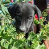 Cooper im Tierheim Sulzbach
