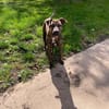 Dogo PAA23008