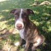 CANDY, chiot femelle Berger Créole
