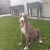 CANDY, chiot femelle Berger Créole