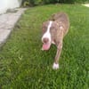 CANDY, chiot femelle Berger Créole