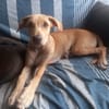 CUPCAKE, chiot mâle Berger Créole