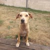 CUPCAKE, chiot mâle Berger Créole