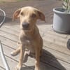 CUPCAKE, chiot mâle Berger Créole