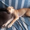 CUPCAKE, chiot mâle Berger Créole