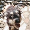 MILY, Griffon créole junior