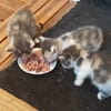 Biscotte