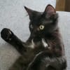 Pitchou