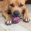 Omy, mâle croisé berger, né le 31/01/2024🐶