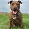 Brooklyn, femelle, Berger X Staffordshire Terrier (Décatégorisée par diagnose), née le 20/04/2022