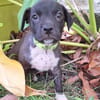 Aqua, femelle croisée berger , née le 01/07/2025 🐶