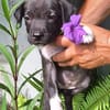 Aqua, femelle croisée berger , née le 01/07/2025 🐶