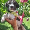 Alicante, femelle croisée berger , née le 01/07/2025 🐶