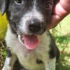 Alicante, femelle croisée berger , née le 01/07/2025 🐶