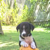 Alicante, femelle croisée berger , née le 01/07/2025 🐶