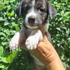 Alicante, femelle croisée berger , née le 01/07/2025 🐶