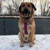 Pumba