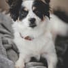 winzige Lotti sucht eine Familie