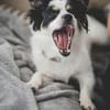 winzige Lotti sucht eine Familie