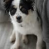 winzige Lotti sucht eine Familie