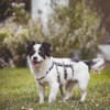 winzige Lotti sucht eine Familie