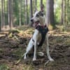 Toller Flinn sucht neues Zuhause
