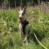 Toller Flinn sucht neues Zuhause