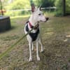 Toller Flinn sucht neues Zuhause