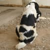 Möchten Sie Peppe adoptieren?