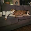 Loki: Ein Schelm sucht sein Zuhause
