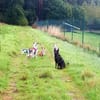 Charakterhund Lizu sucht eigene Familie