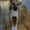 SHORTIE - freundliche Hündin sucht Glück