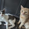 Katzenpaar Malvin & Cooper