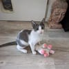 Katzenpaar Malvin & Cooper