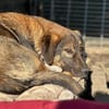 SISKA - lieb, neugierig, freundlich