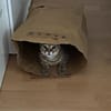 Kater Tigar