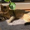 Kater Tigar