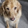 Golden Retriever Fridolin sucht ....