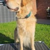 Golden Retriever Fridolin sucht ....