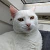 Katze Shelly