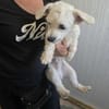 Der kleine Jonny sucht ein Zuhause