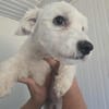 Der kleine Jonny sucht ein Zuhause