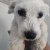 Der kleine Jonny sucht ein Zuhause