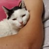 Liebe, sanfte Katze Chippy