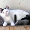 Liebe, sanfte Katze Chippy